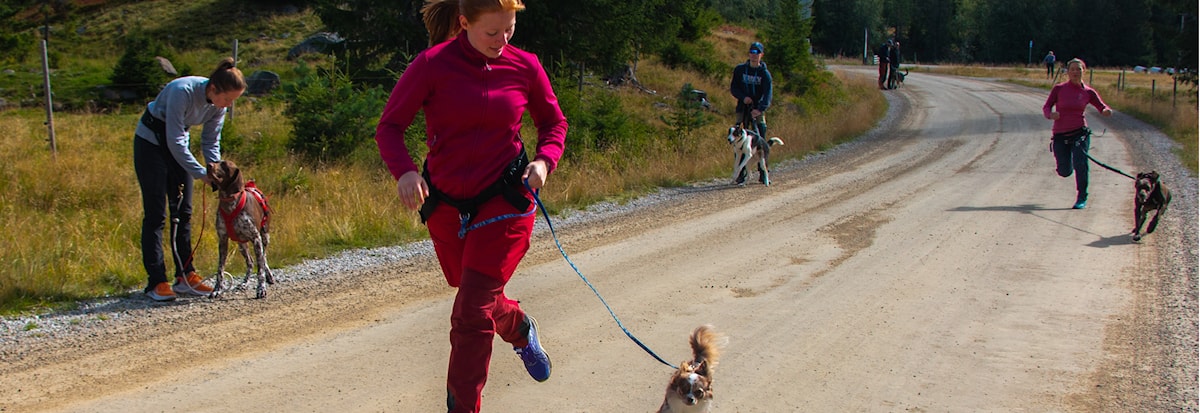 Minikurs i trekktrening med hund
